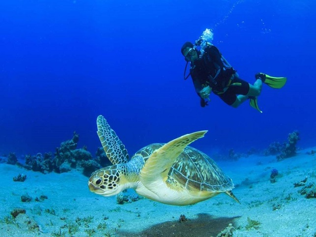 mediterranean-sea-turtle-diver