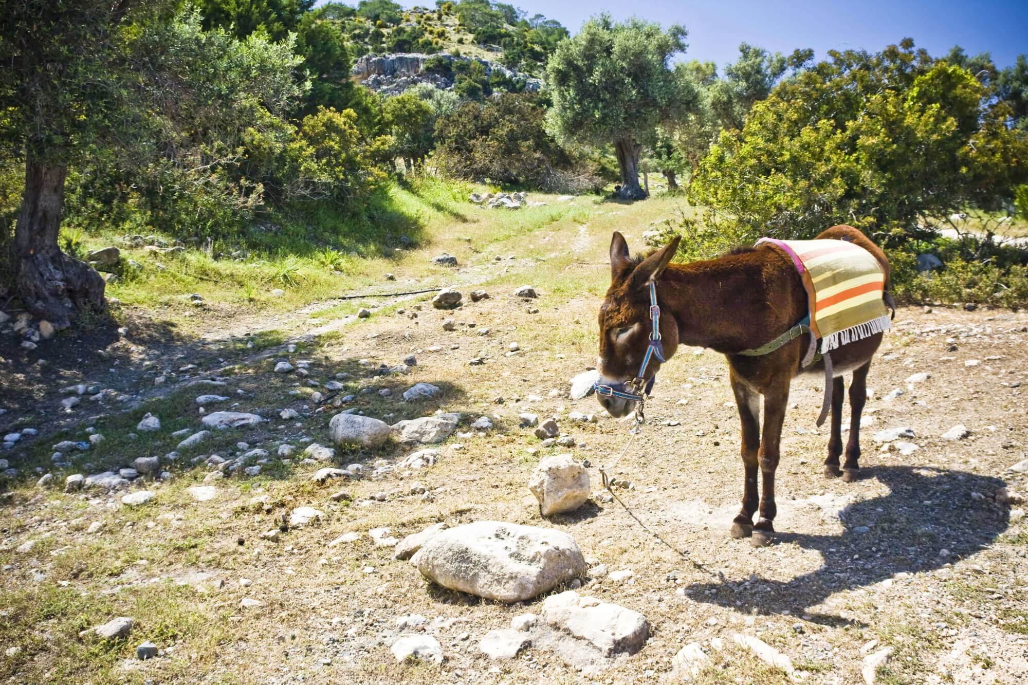 cyprus-donkey-nature-karpaz