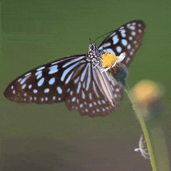 north-cyprus-butterfly-gif