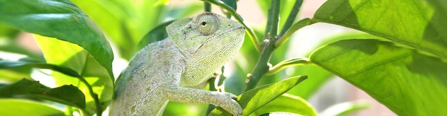 Animals of Cyprus