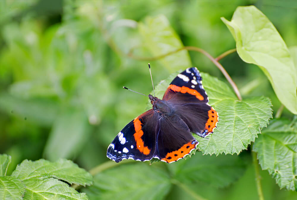 Butterflies of North Cyprus