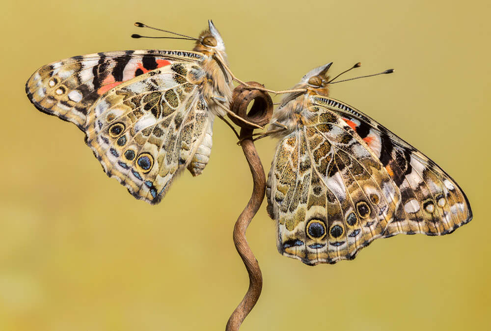 butterfly-in-north-cyprus
