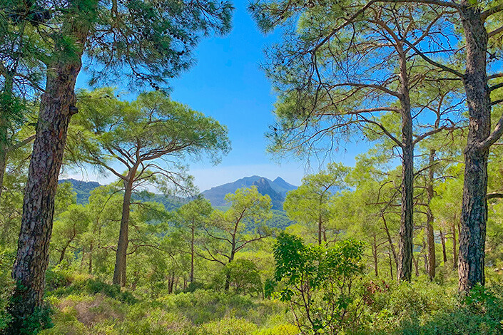 pine-trees-kyrenia-mountains-north-cyprus