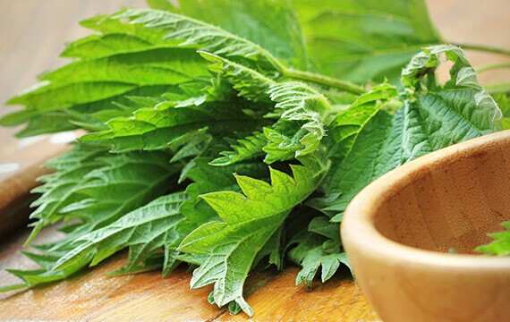 ısırgan otu (Stinging Nettle) 