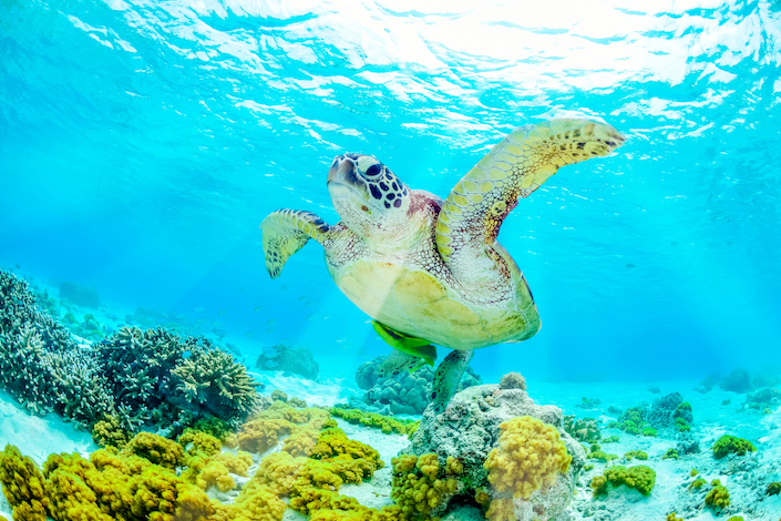 lodge-headed-turtles-north-cyprus