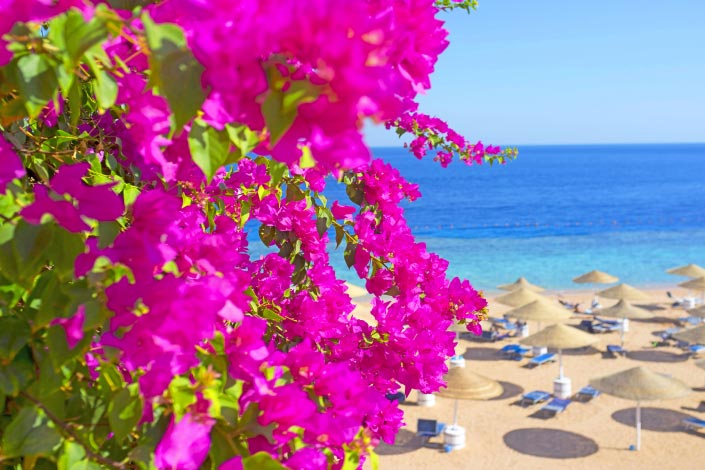 bougainvillea-flower-cyprus.jpg