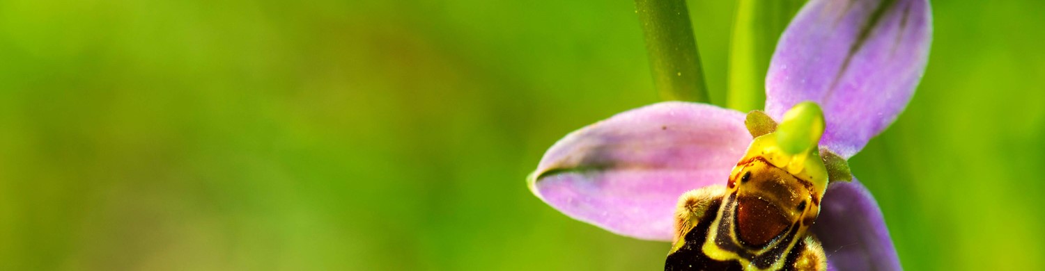 If you are interested in the flora of North Cyprus...