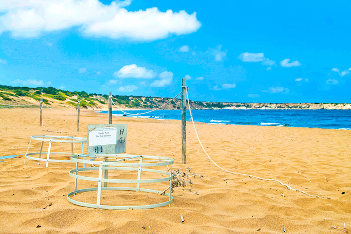turtles-protection-cages-north-cyprus