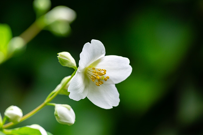 jasmine-flowers-north-cyprus
