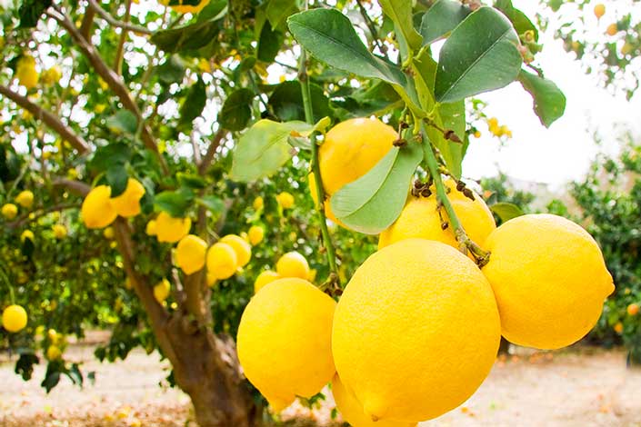 orange-lemonade-1-copy.jpg