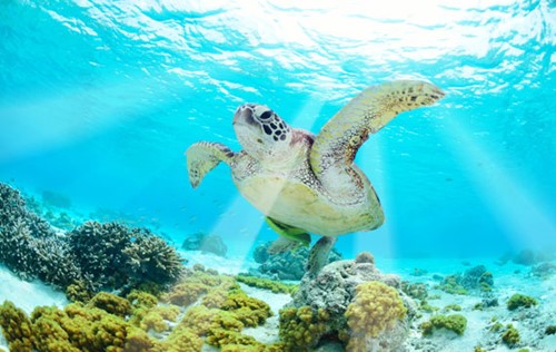 turtles in north cyprus