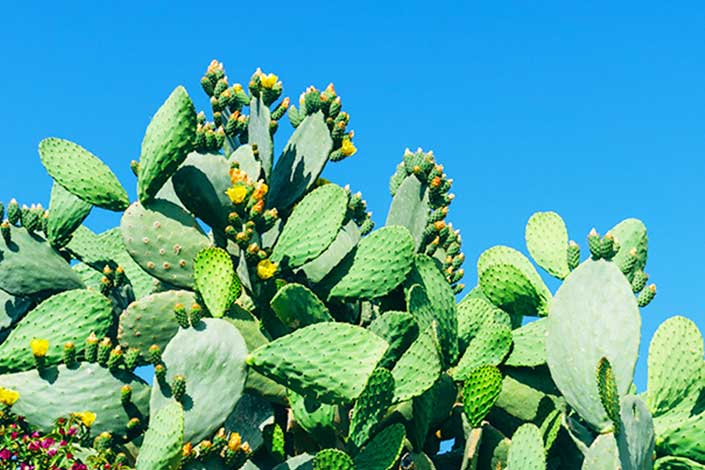 babutsa-fruit-north-cyprus.jpg