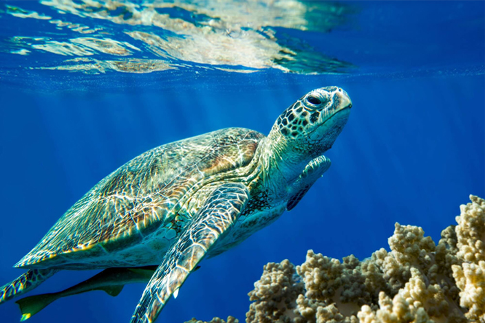 turtles-in-north-cyprus