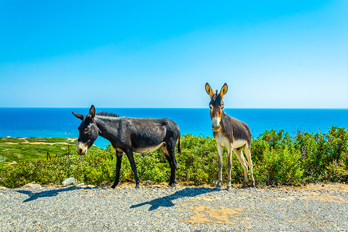 national-park-donkeys-north-cyprus