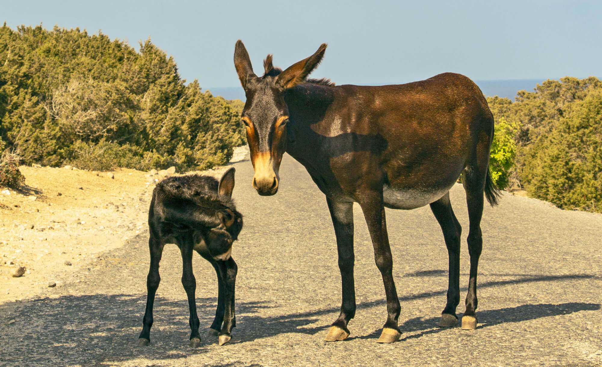 karpaz-donkey-north-cyprus