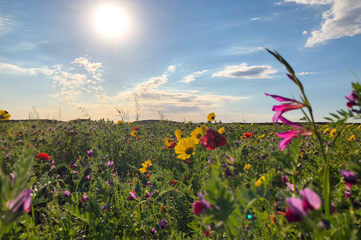 Changing Landscapes of North Cyprus