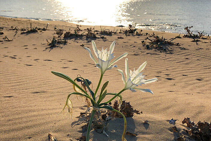 white-lily-flower-north-cyprus