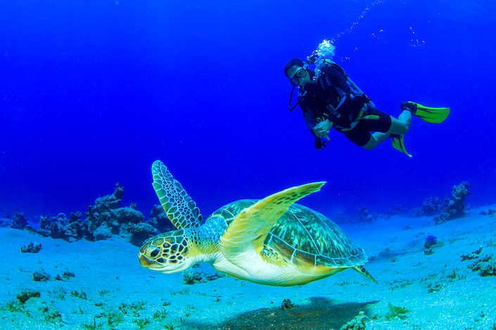 the-lodger-head-turtles-north-cyprus