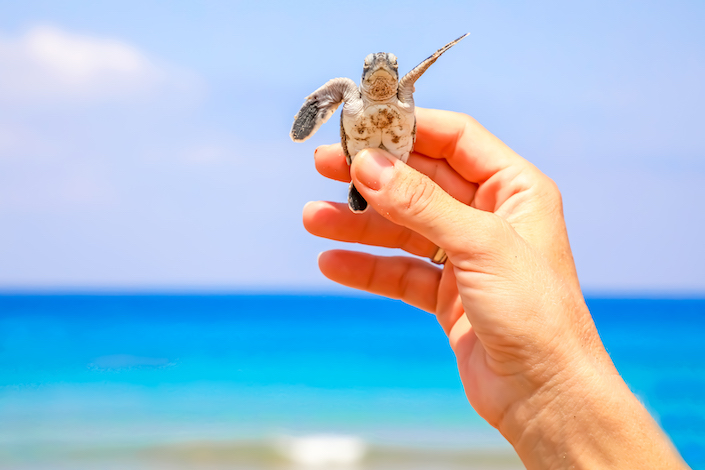 baby-turtle-north-cyprus