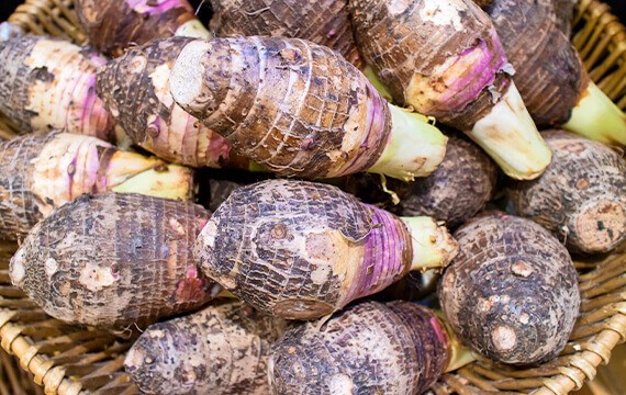 Kolokas (Taro) 