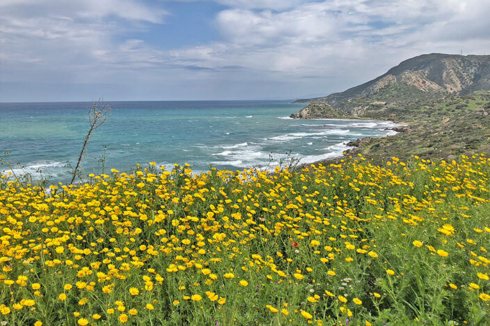 mimosa-flower-north-cuprus
