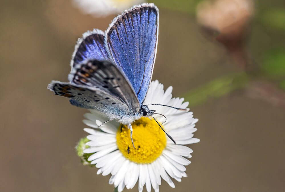 north-cyprus-butterfly