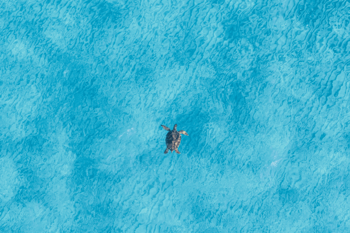 turtle-in-north-cyprus.png