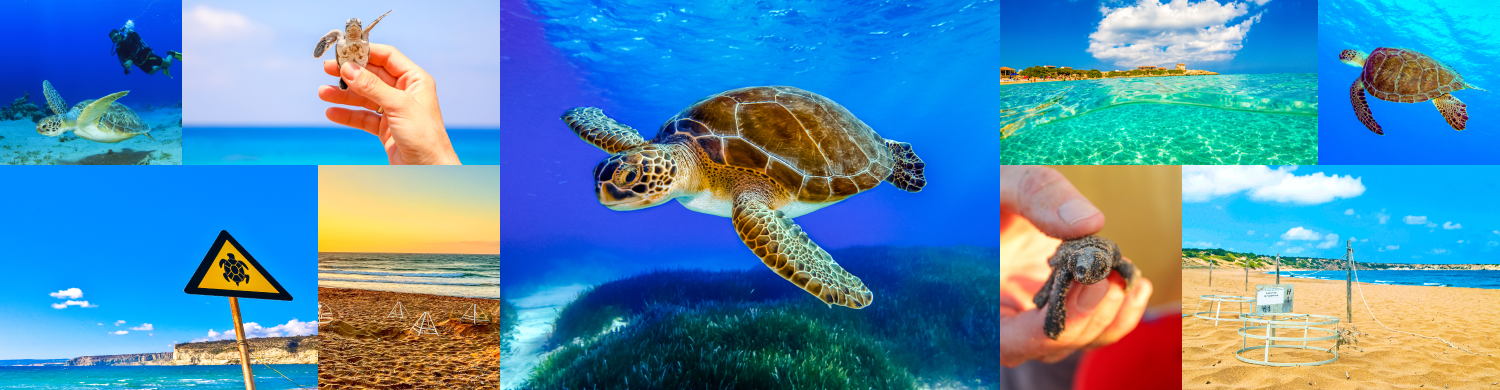 Turtle-Watching Paradise in North Cyprus