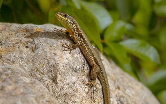 Lizards