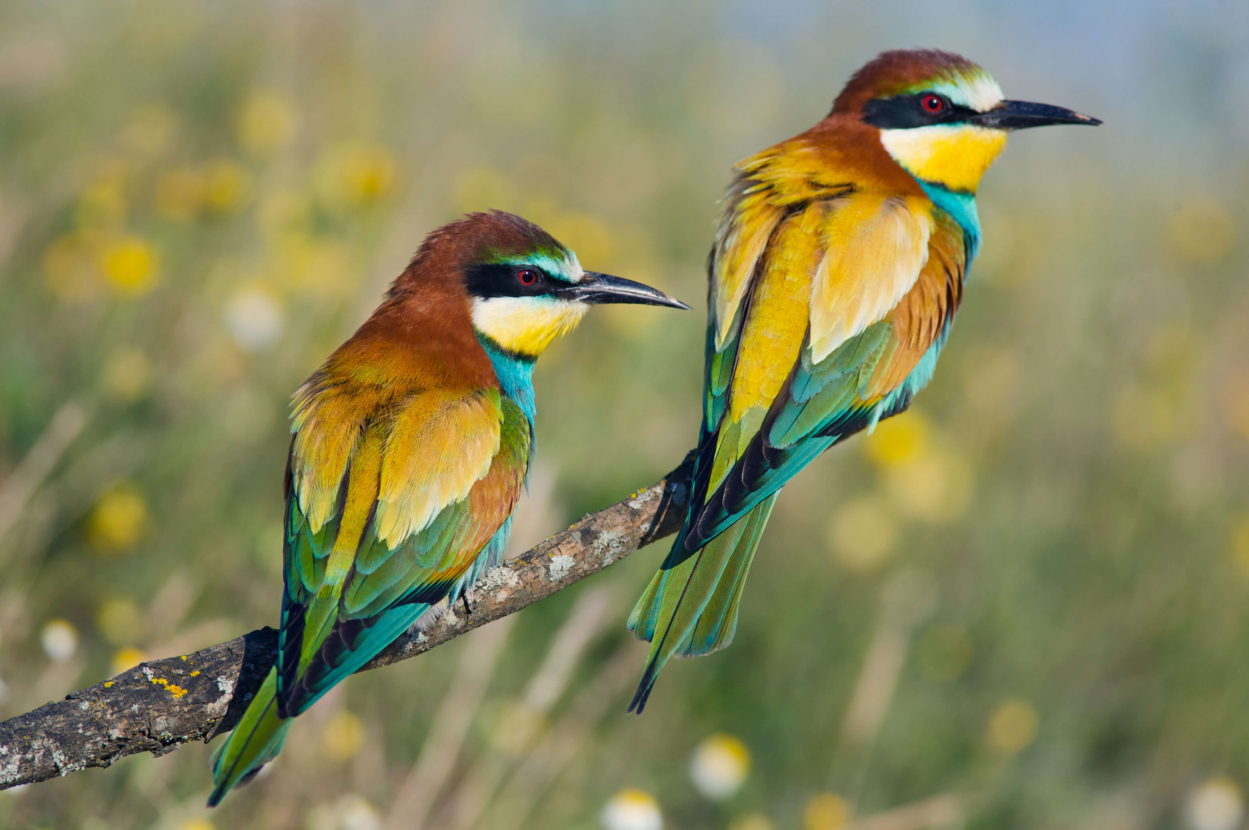 bee-eater-north-cyprus-bird