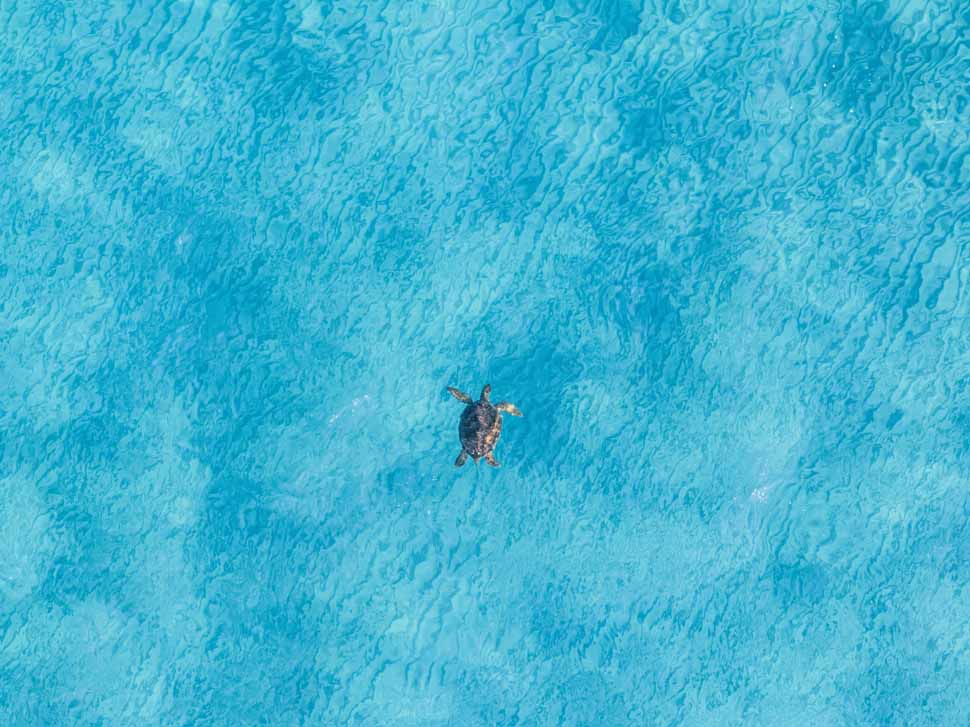 turtle-watching-north-cyprus