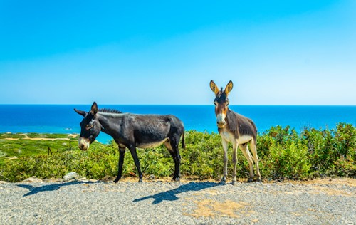 donkeys of north cyprus