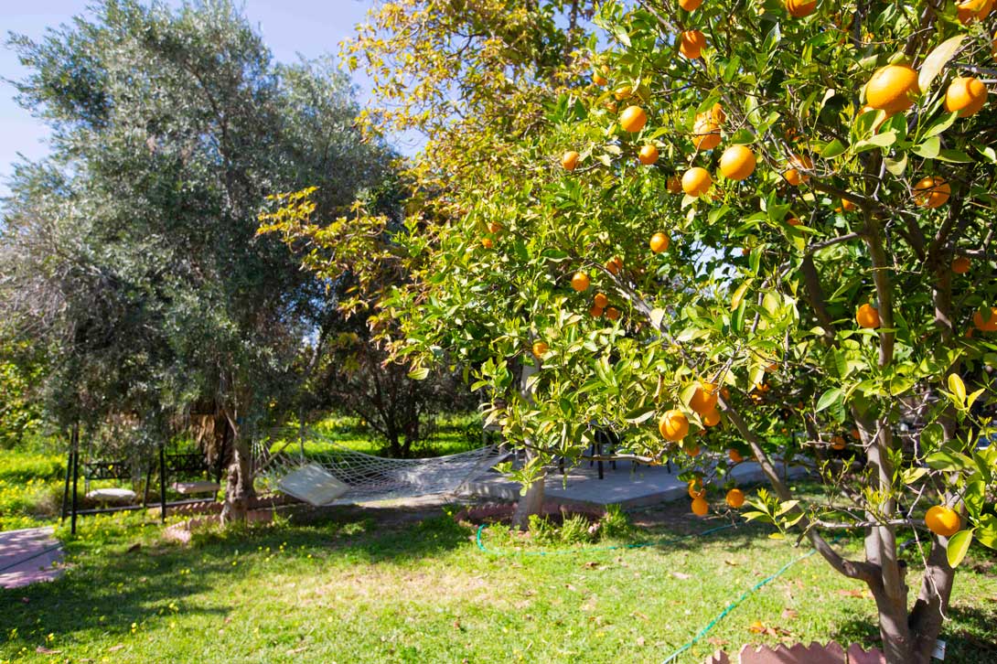 lapida-hotel-ornage-trees-kyrenia
