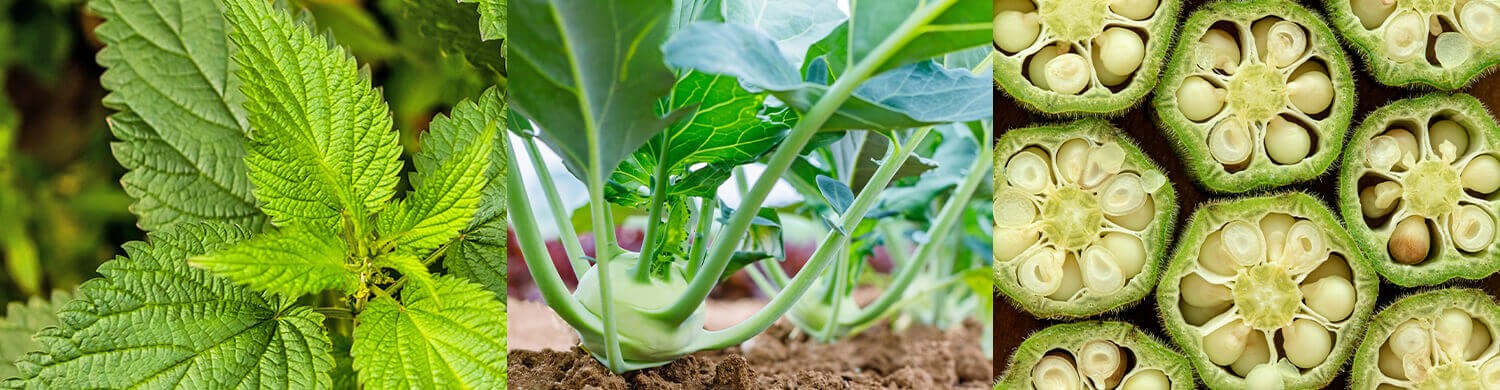 5 Unusual Cyprus Vegetables 